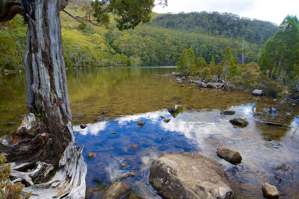 A clear river with rocks and a tree trunk in the foreground.