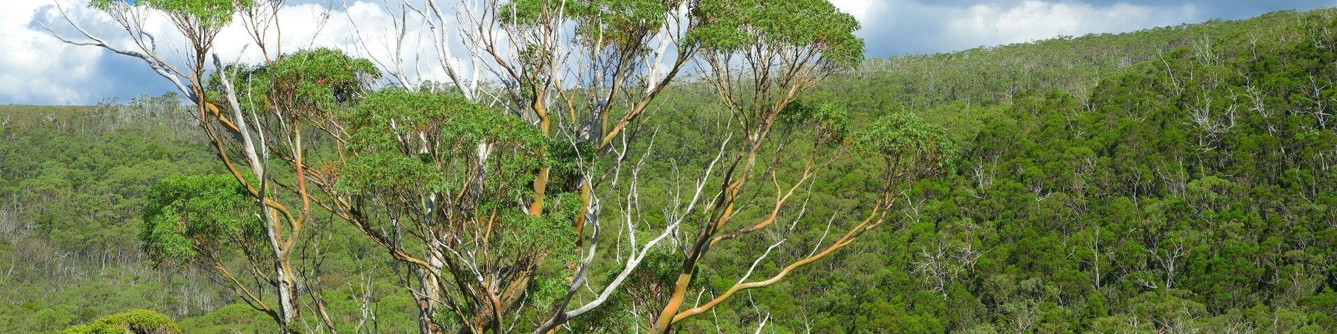 Mt. Field National Park caracterizando cenas tranquilas