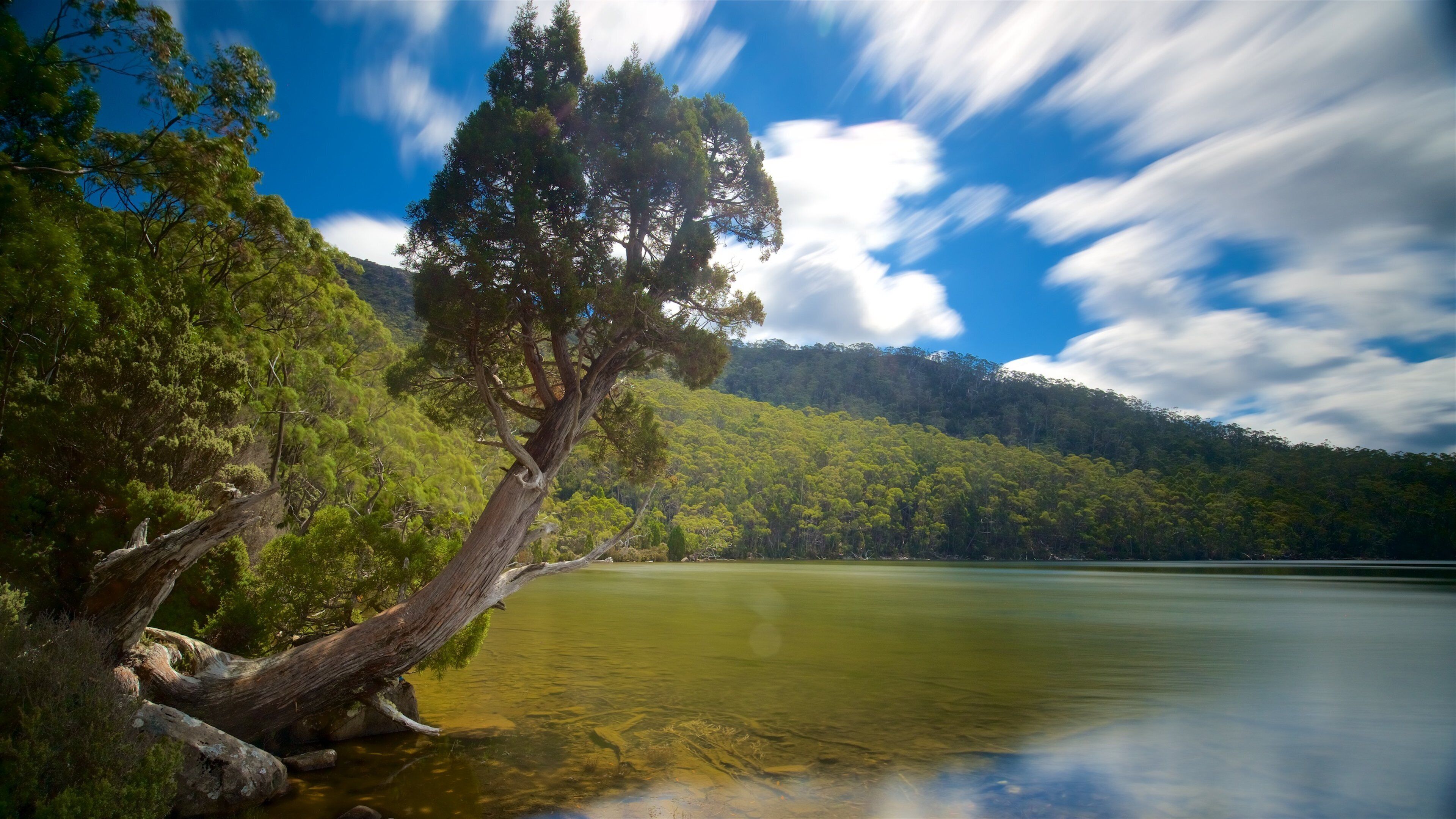 A serene lake with a prominent leaning tree, surrounded by dense forest and a clear sky.