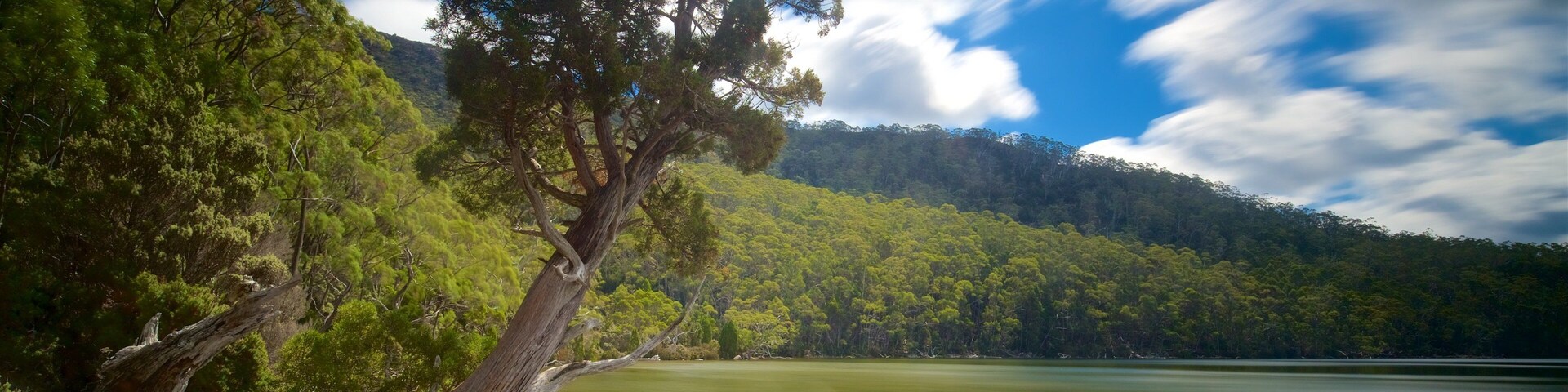 A serene lake with a prominent leaning tree, surrounded by dense forest and a clear sky.