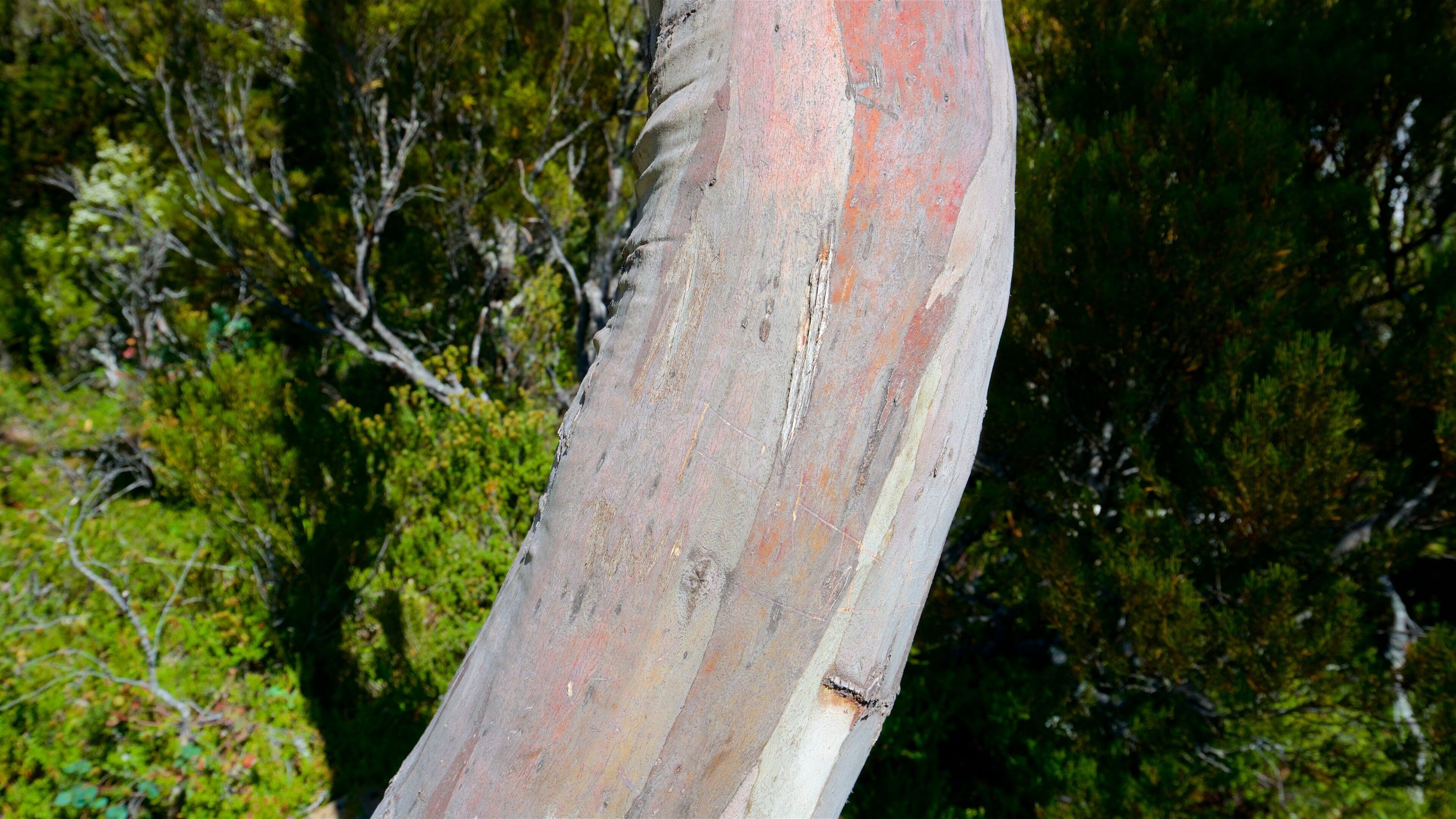 Lake Dobson featuring a bridge and forests