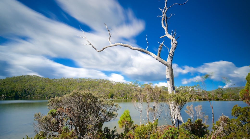 Mt. Field National Park