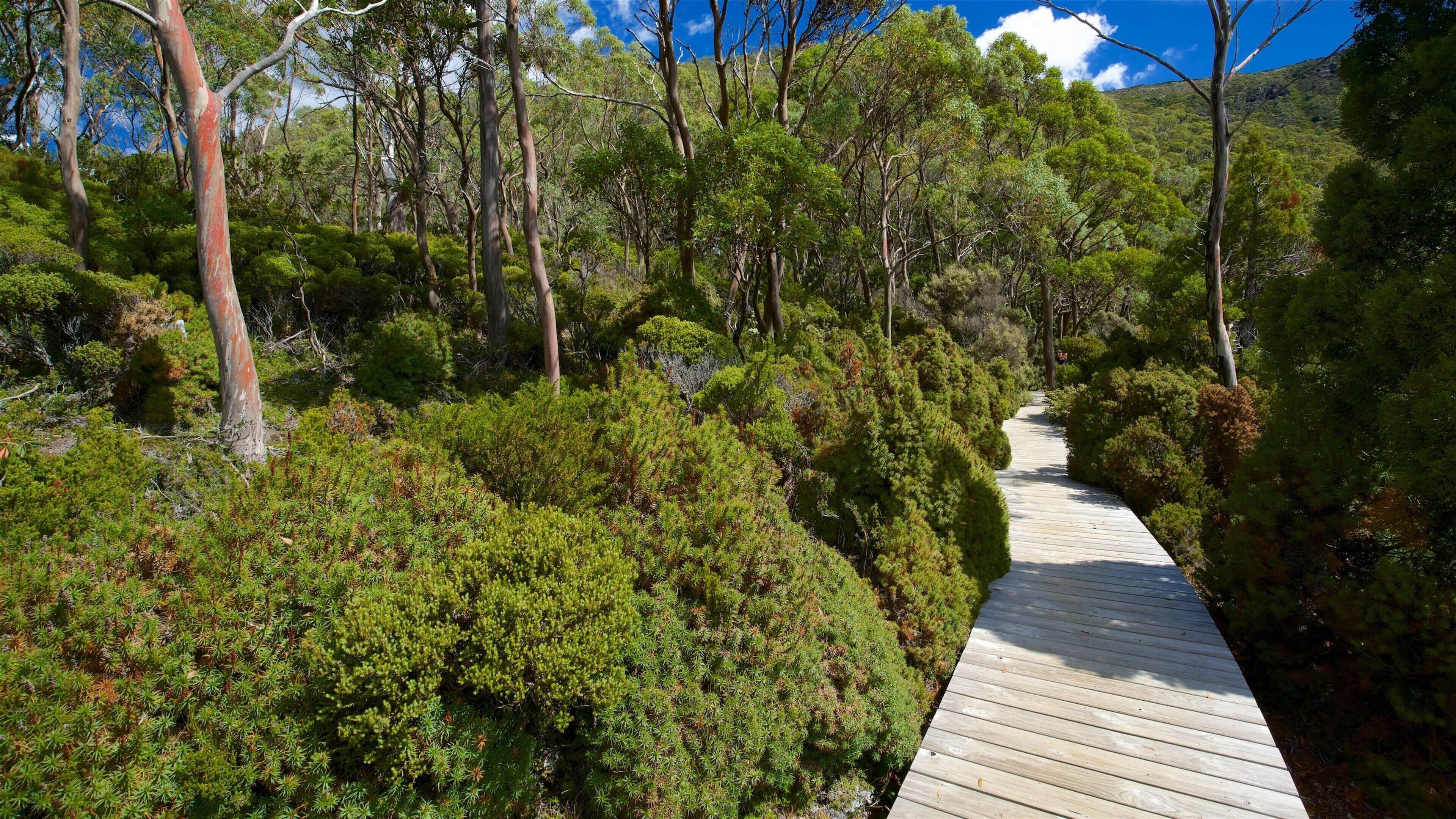 Mount Field National Park featuring tranquil scenes