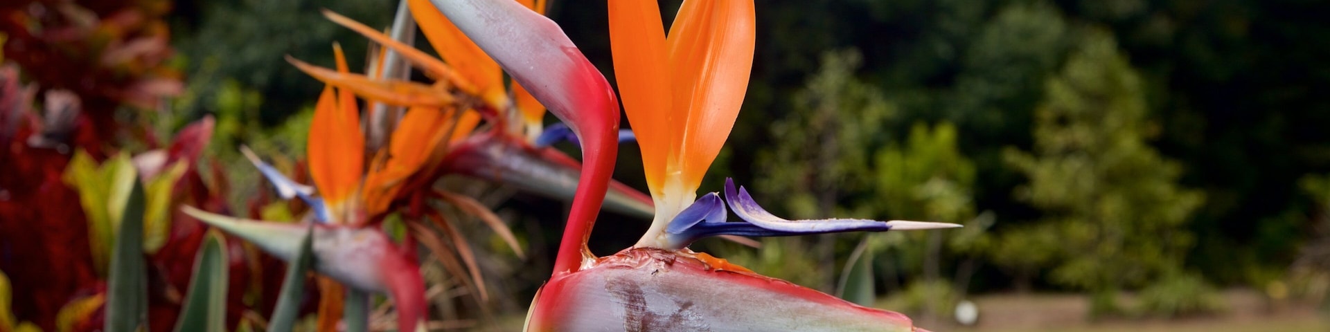 Ilha Norfolk mostrando flores silvestres e um jardim