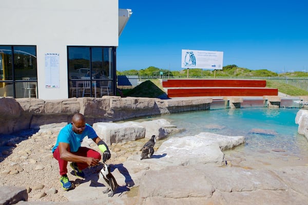 A man feeding penguins at a zoo.