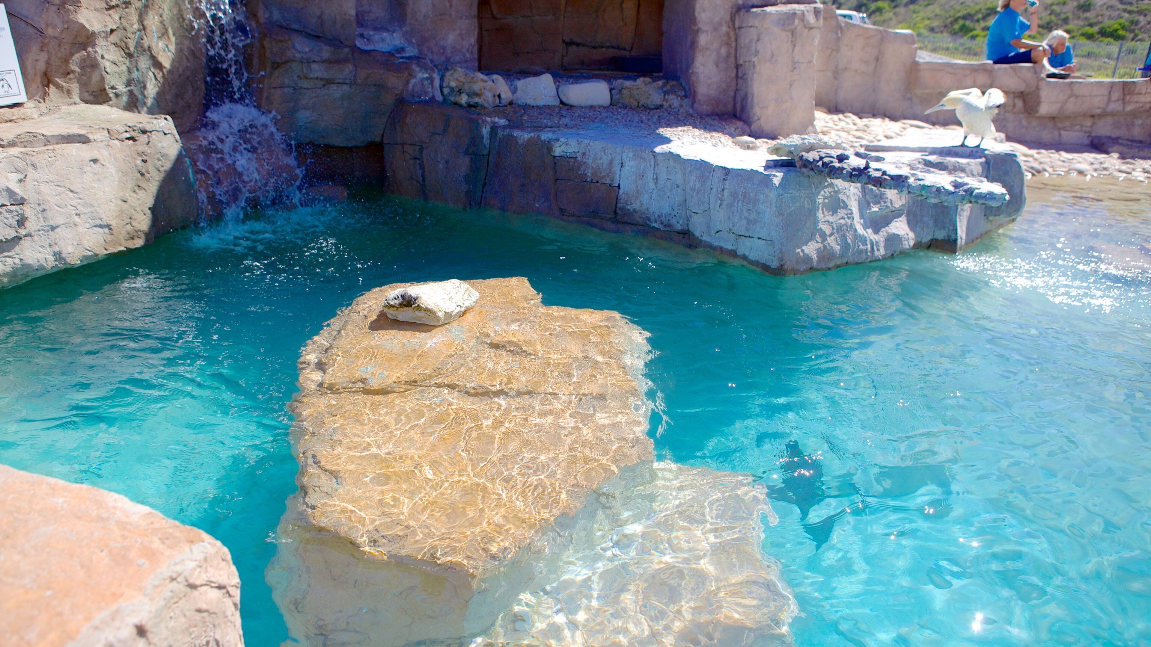 Port Elizabeth showing bird life and marine life