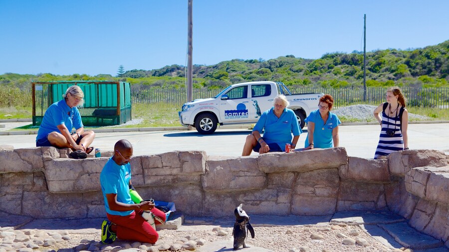 Port Elizabeth featuring bird life as well as a small group of people