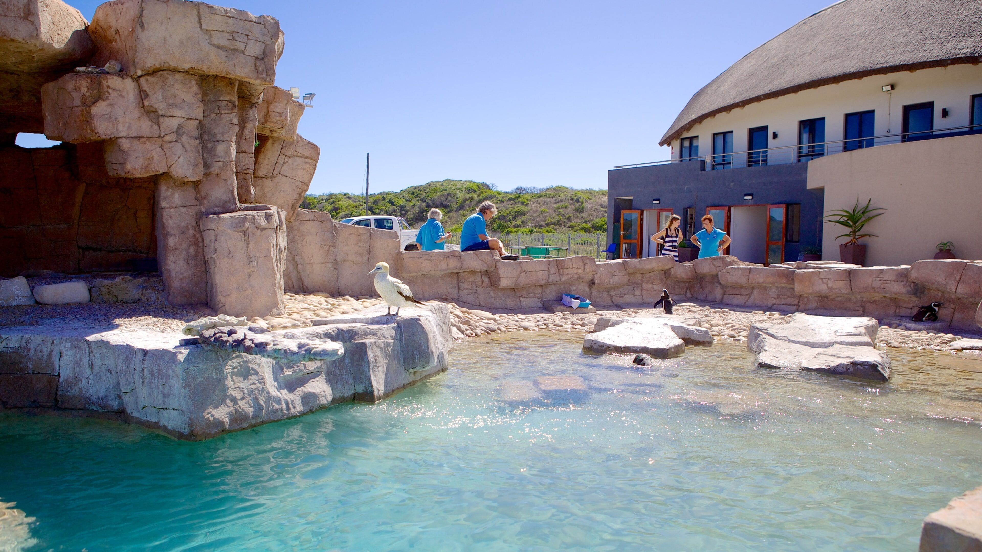 Port Elizabeth showing bird life and a pond