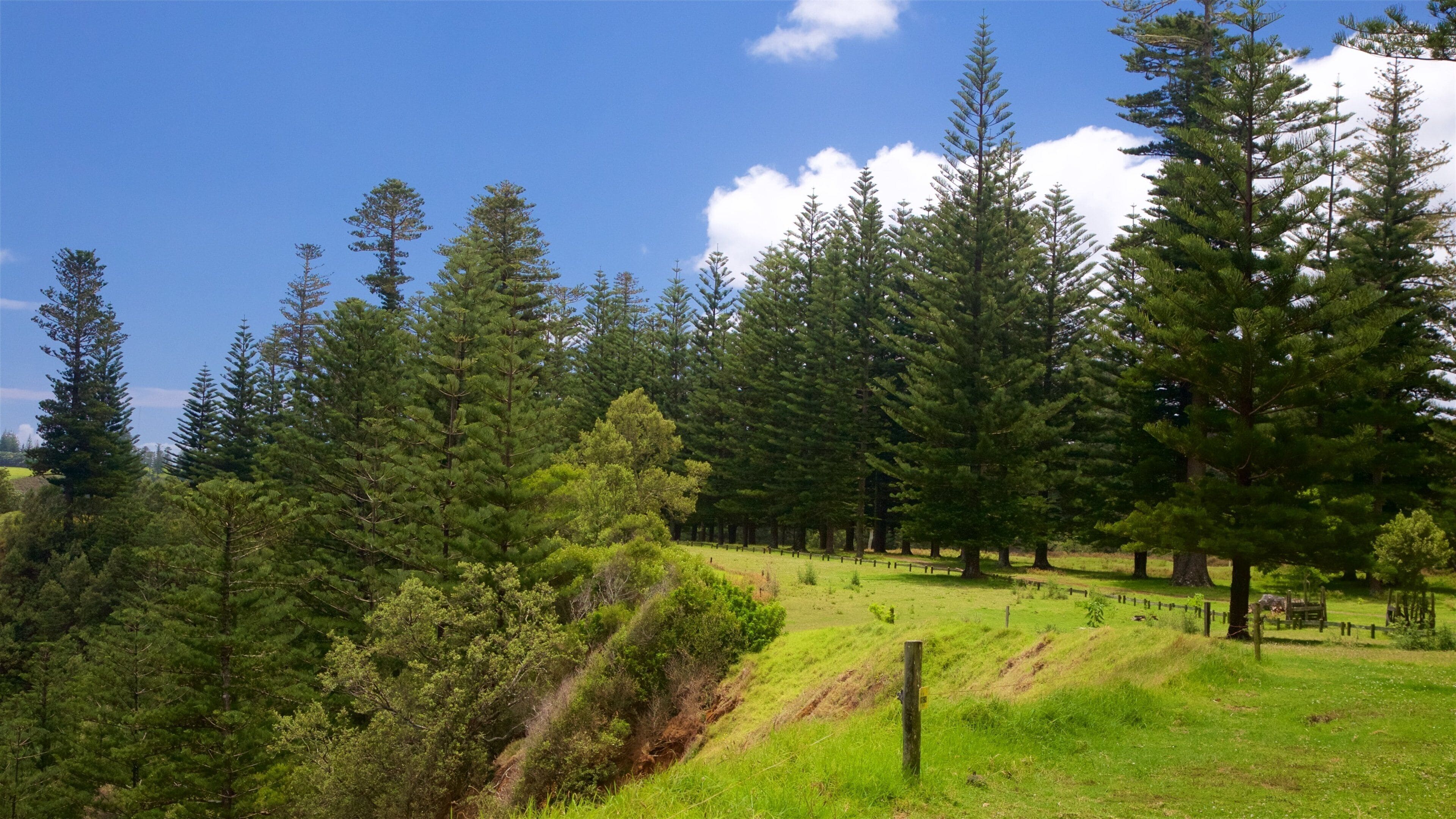 ノーフォーク島 フィーチャー 公園