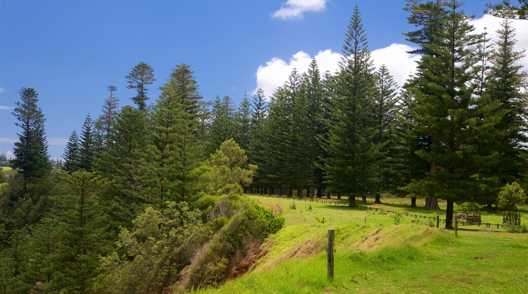 ノーフォーク島 フィーチャー 公園