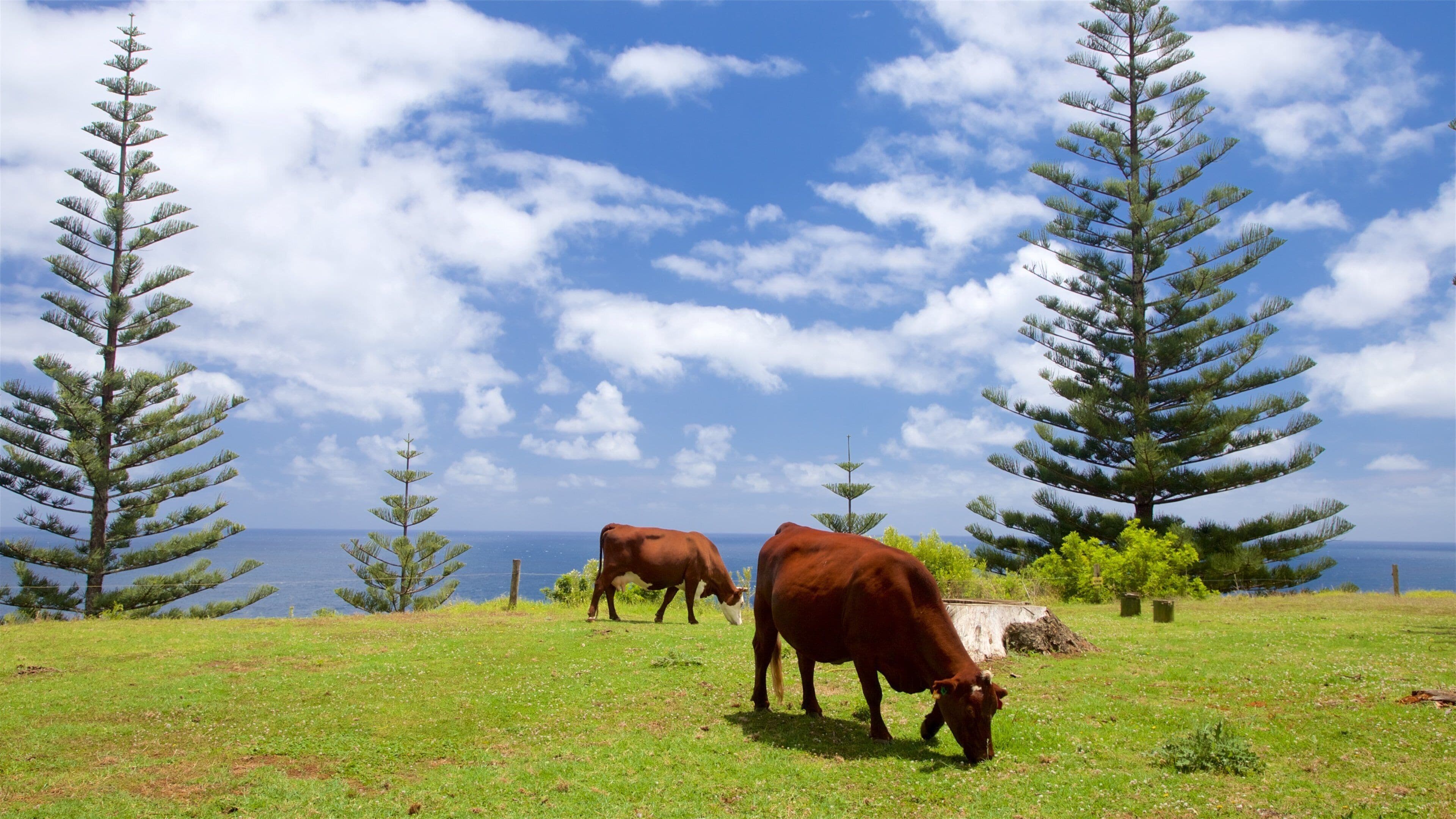 Norfolk Island featuring land animals and general coastal views
