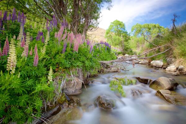 Queenstown showing tranquil scenes, wild flowers and a river or creek