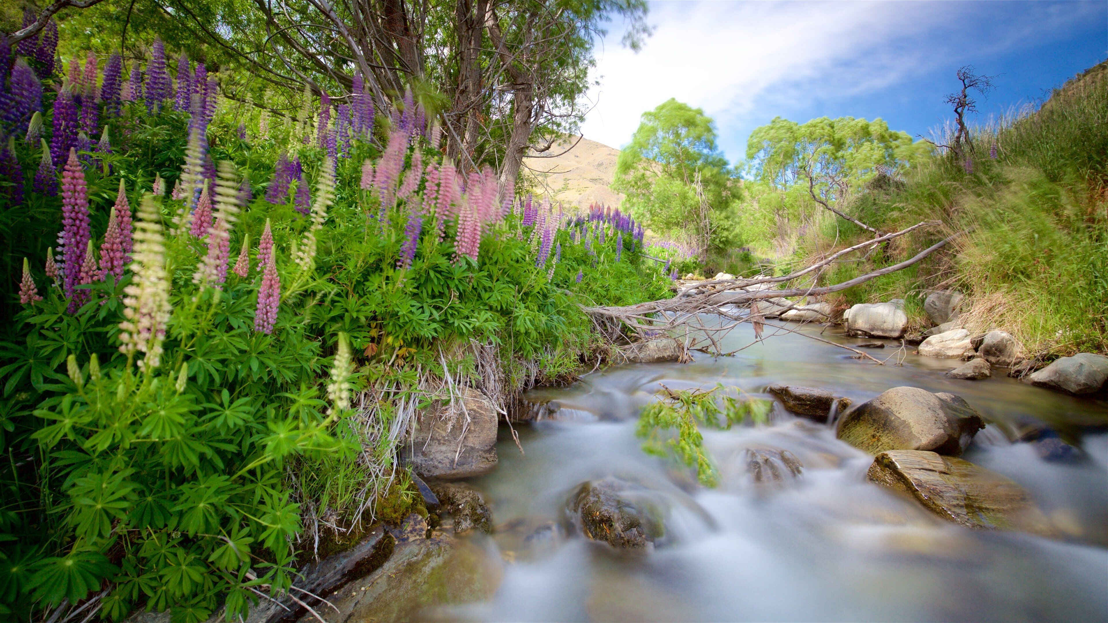 A stream with purple lupine flowers, green foliage, and a fallen tree branch.