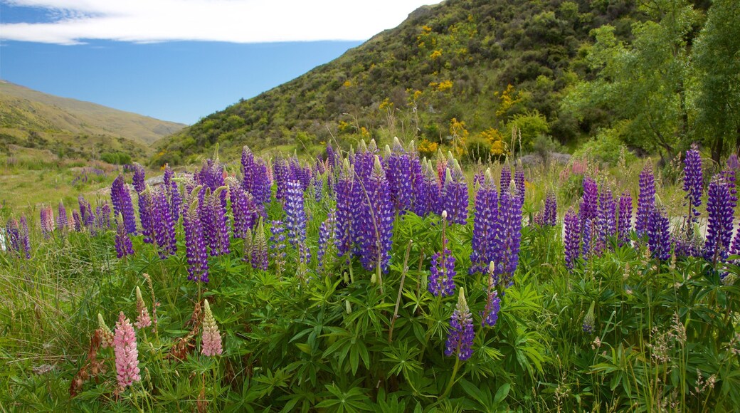 Crown Range showing tranquil scenes and wildflowers