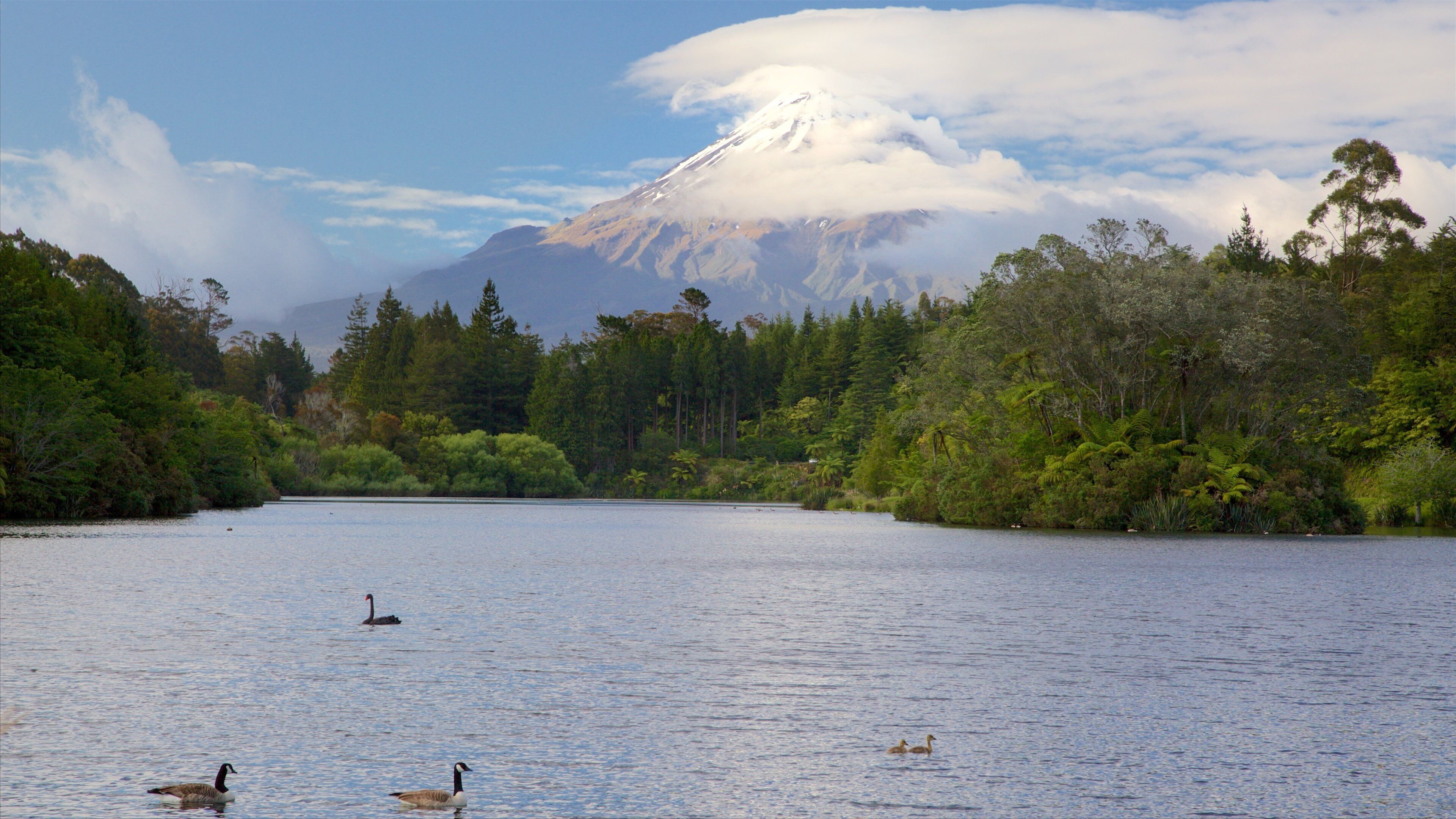 Lake Mangamahoe showing bird life, landscape views and a lake or waterhole