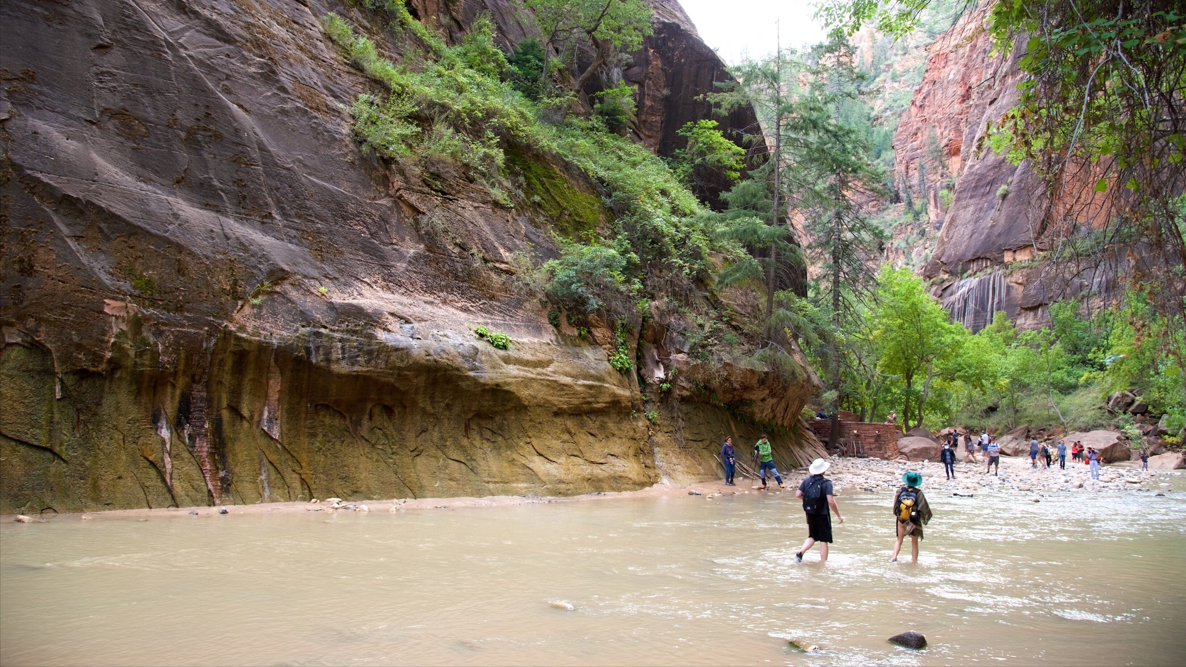 Zion National Park som inkluderar stillsam natur, en å eller flod och vandring