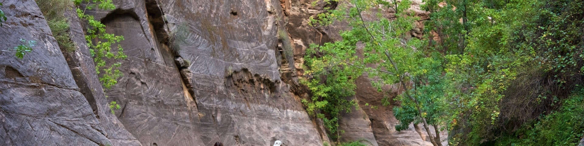 Zion National Park mostrando escalada ou caminhada, cenas tranquilas e um rio ou córrego
