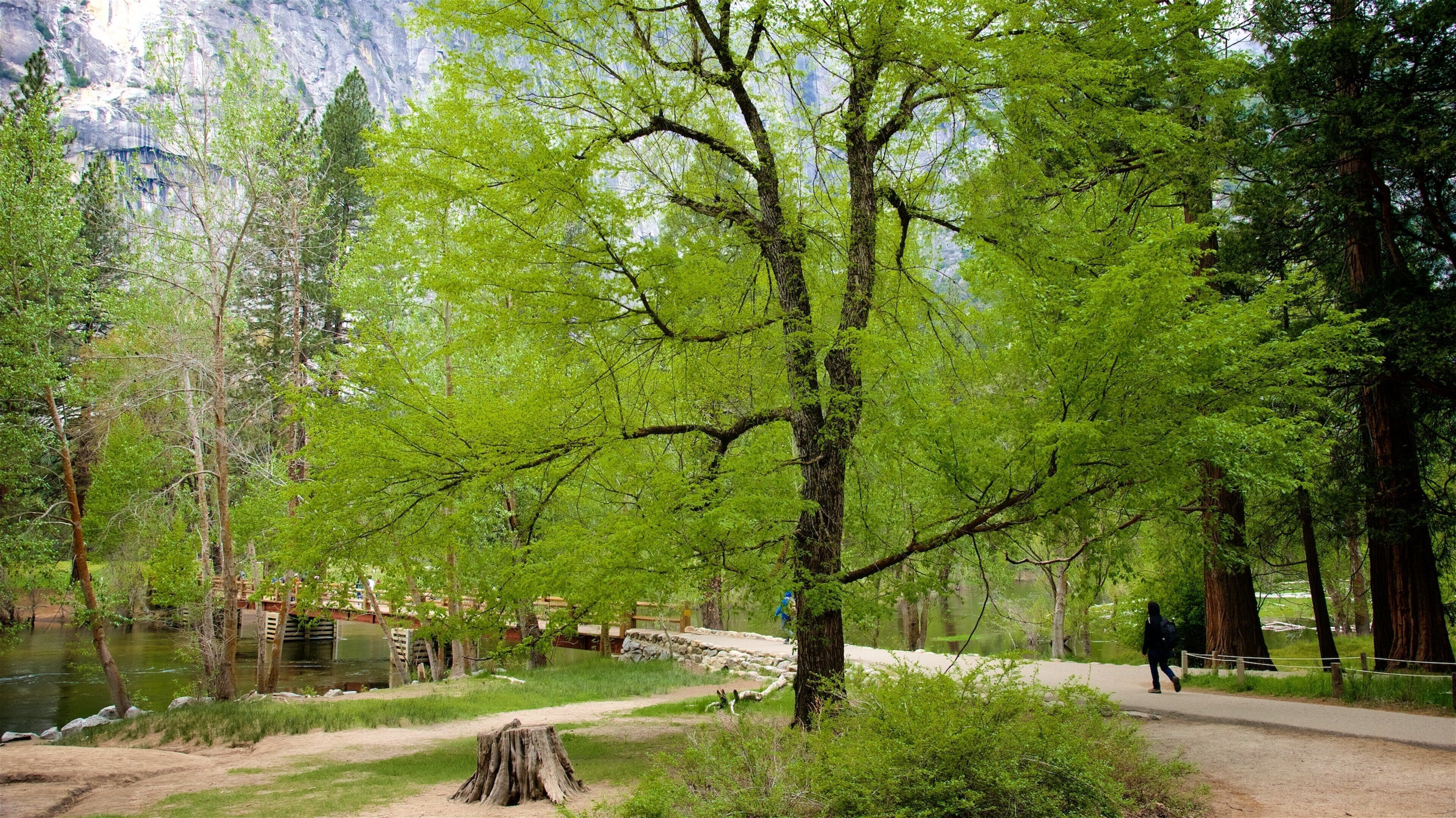 Swinging Bridge Picnic Area showing a bridge, a garden and a river or creek