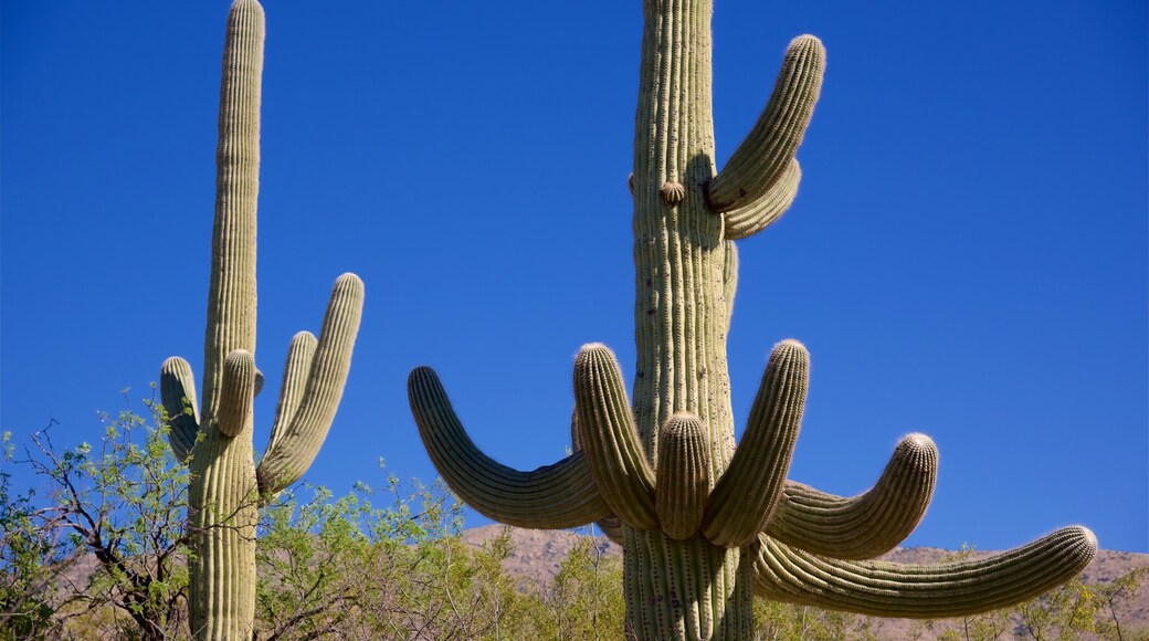 Desert Ecology Trail