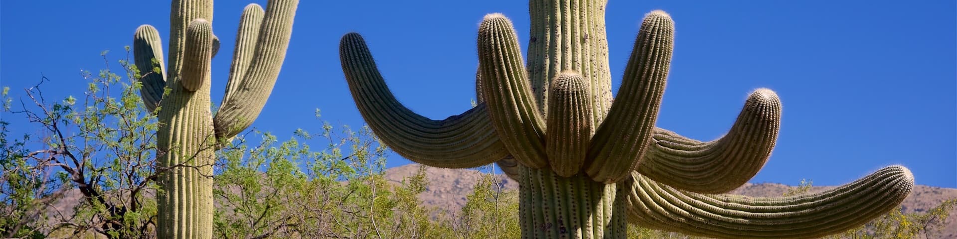 Desert Ecology Trail