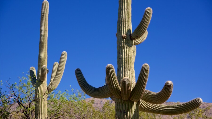Desert Ecology Trail