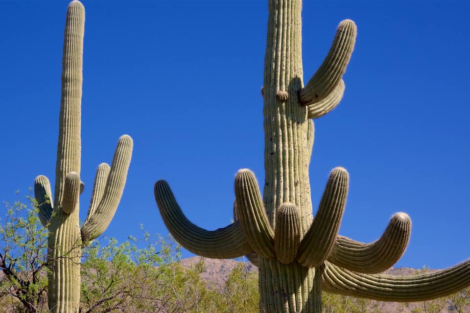 Tall cacti with multiple arms against a clear blue sky.