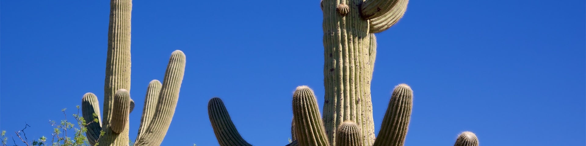 Desert Ecology Trail