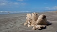 A sandy beach with a large piece of driftwood in the foreground and the ocean in the background.