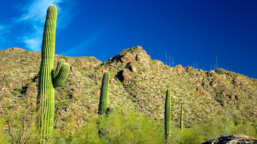 Dobbins Point showing desert views