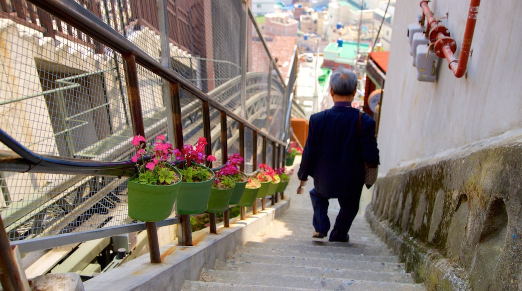 Busan showing a city and flowers as well as an individual male