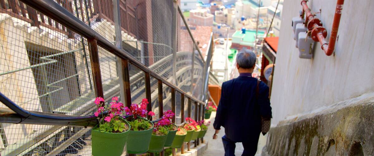 Busan showing flowers and a city as well as an individual male