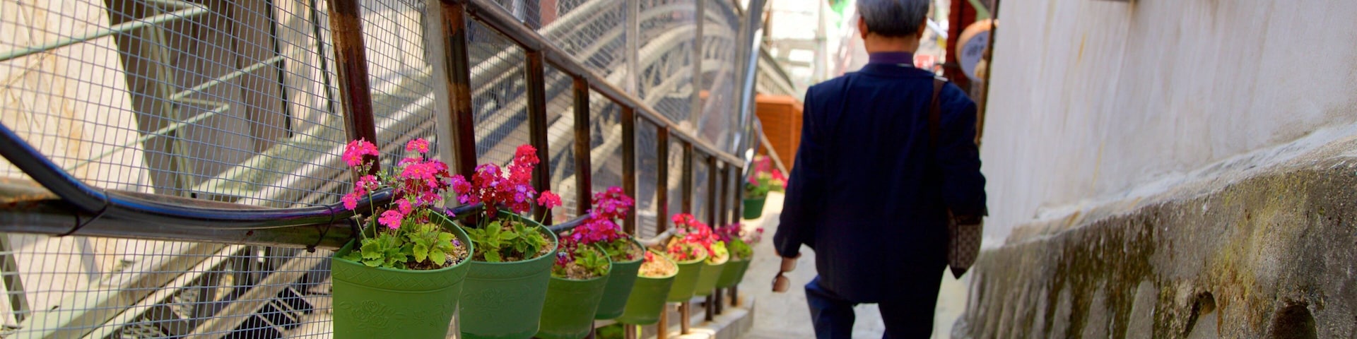 Busan showing flowers and a city as well as an individual male
