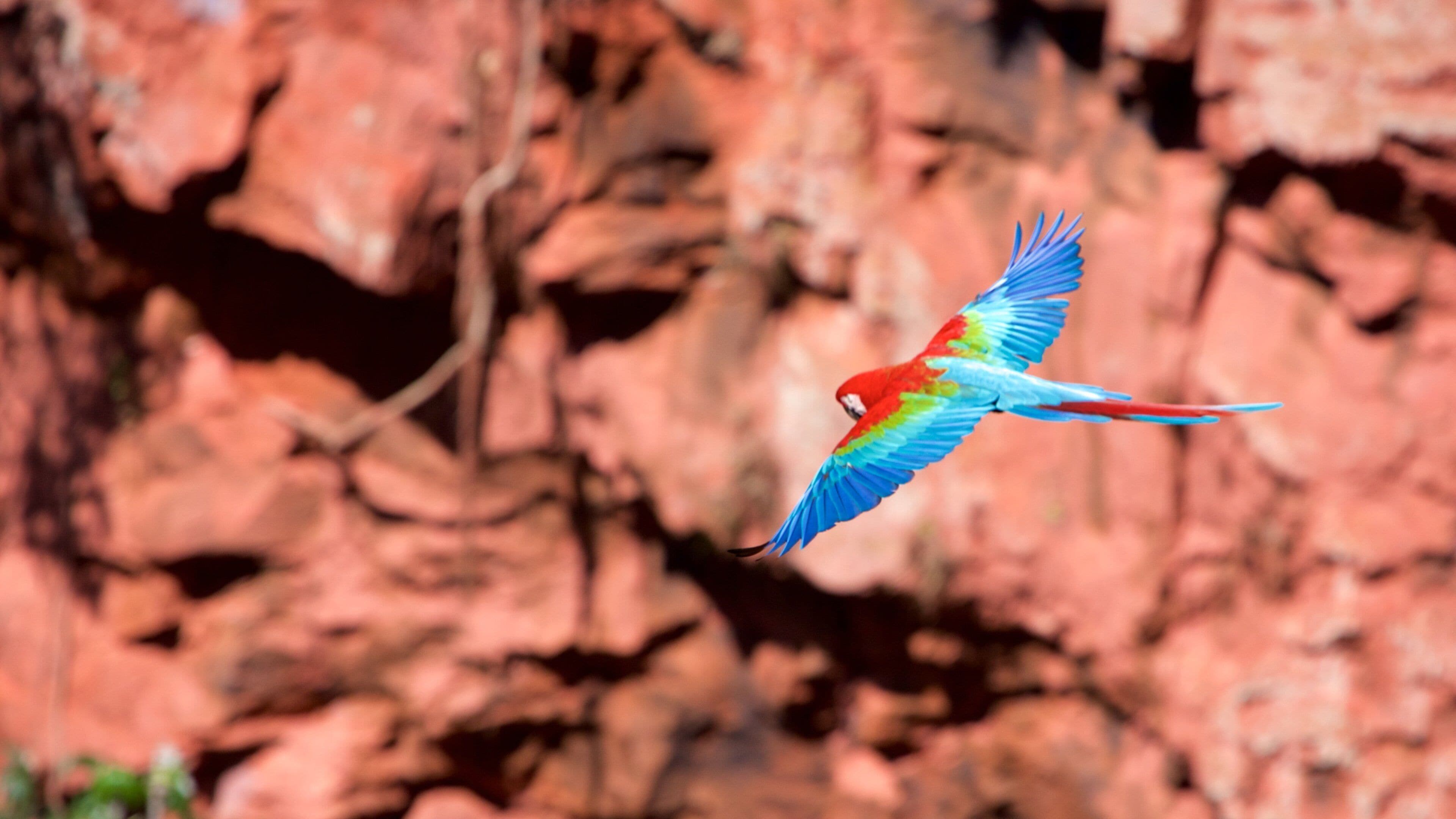 Bonito que incluye aves