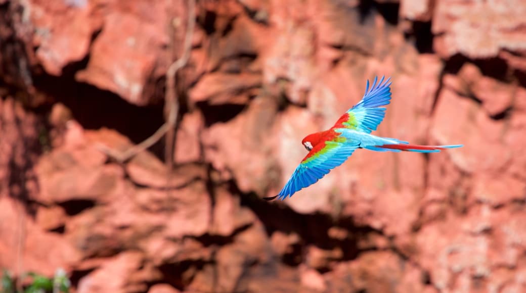 Bonito which includes bird life