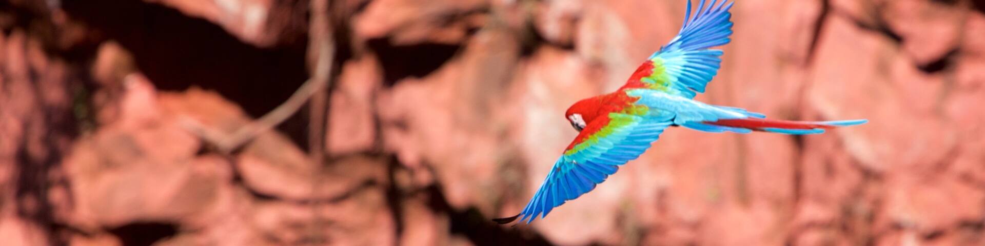 A colorful bird in flight against a rocky background.
