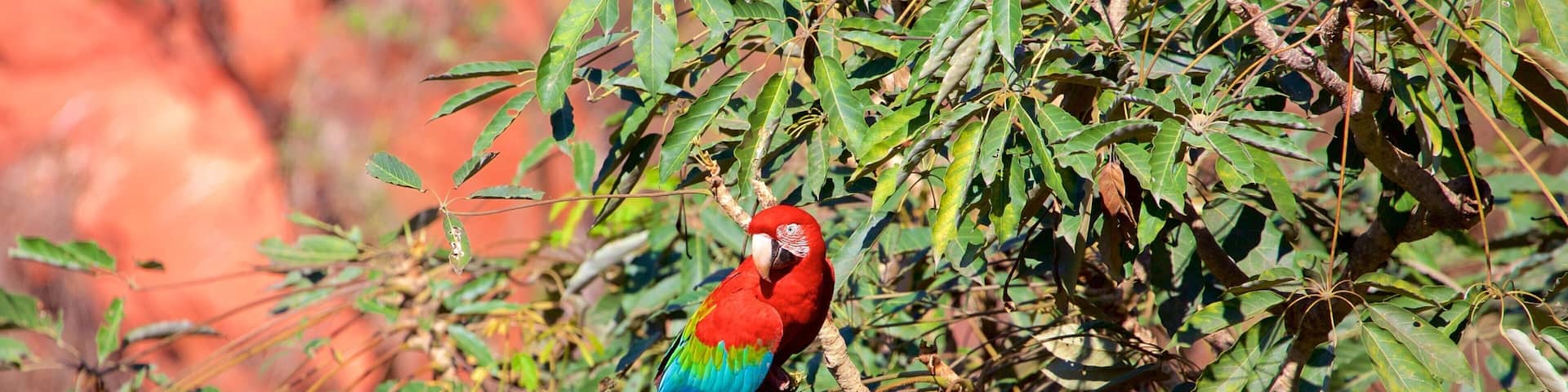 Bonito featuring bird life