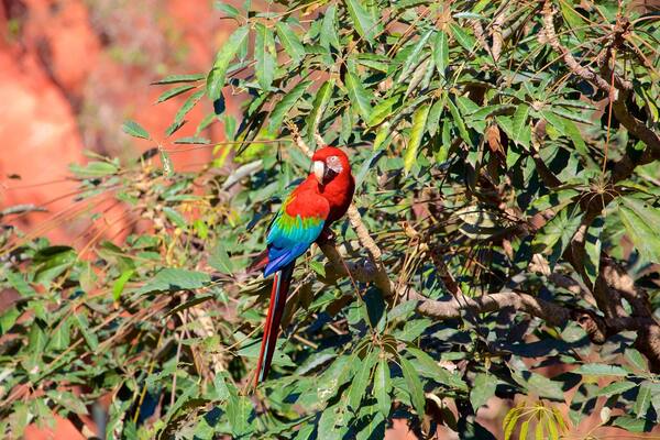 Bonito das einen Vögel