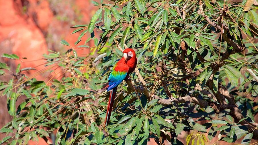 Bonito featuring bird life