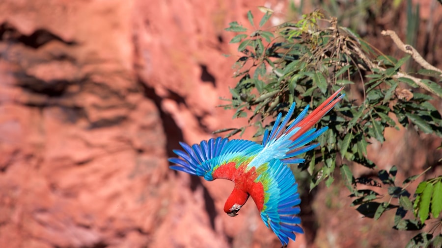 Bonito featuring bird life