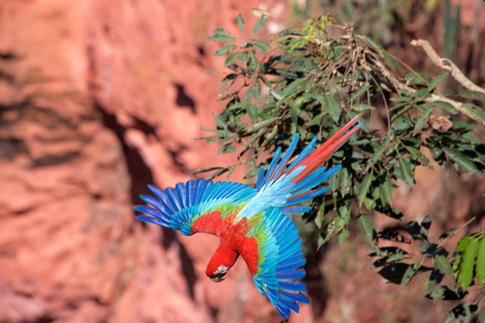 A colorful parrot perched on a branch with a red rock background.