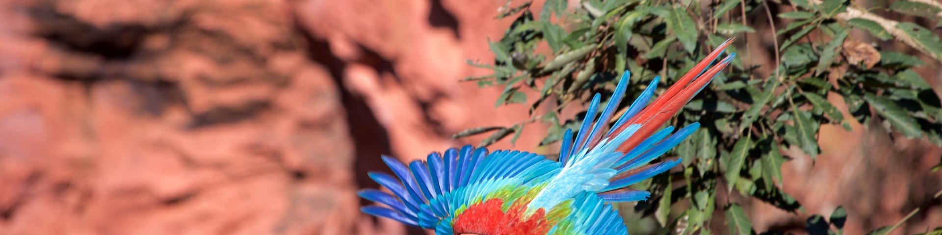 Bonito que inclui vida das aves