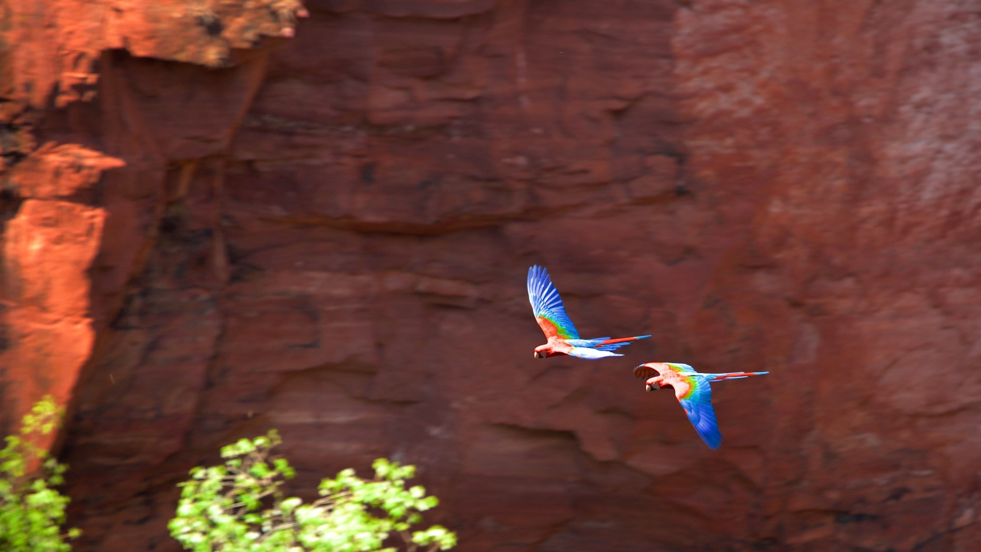 Bonito showing bird life