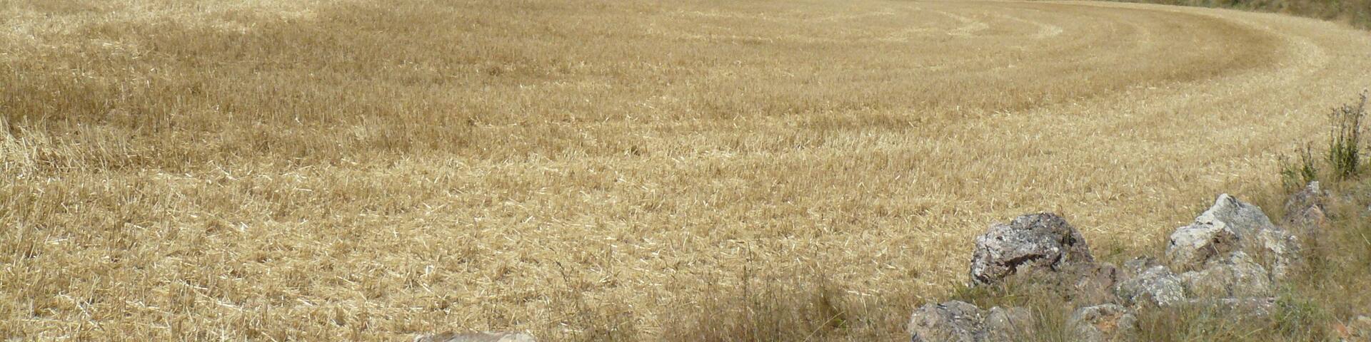 Vista de Blocona (Soria) entre los campos de cultivo.