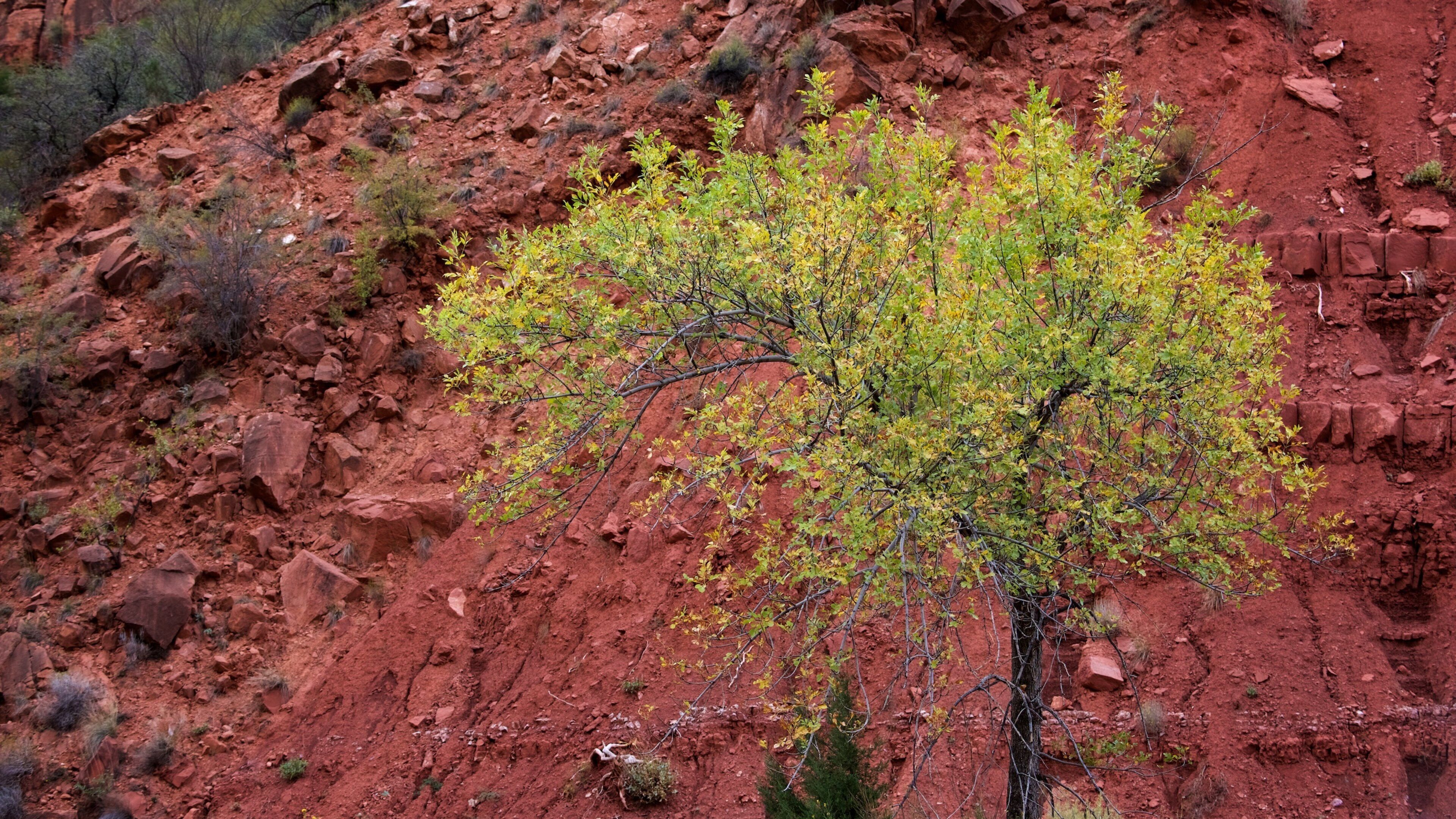 Zion National Park featuring tranquil scenes