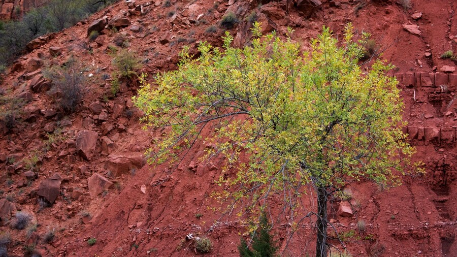 Zion National Park featuring tranquil scenes