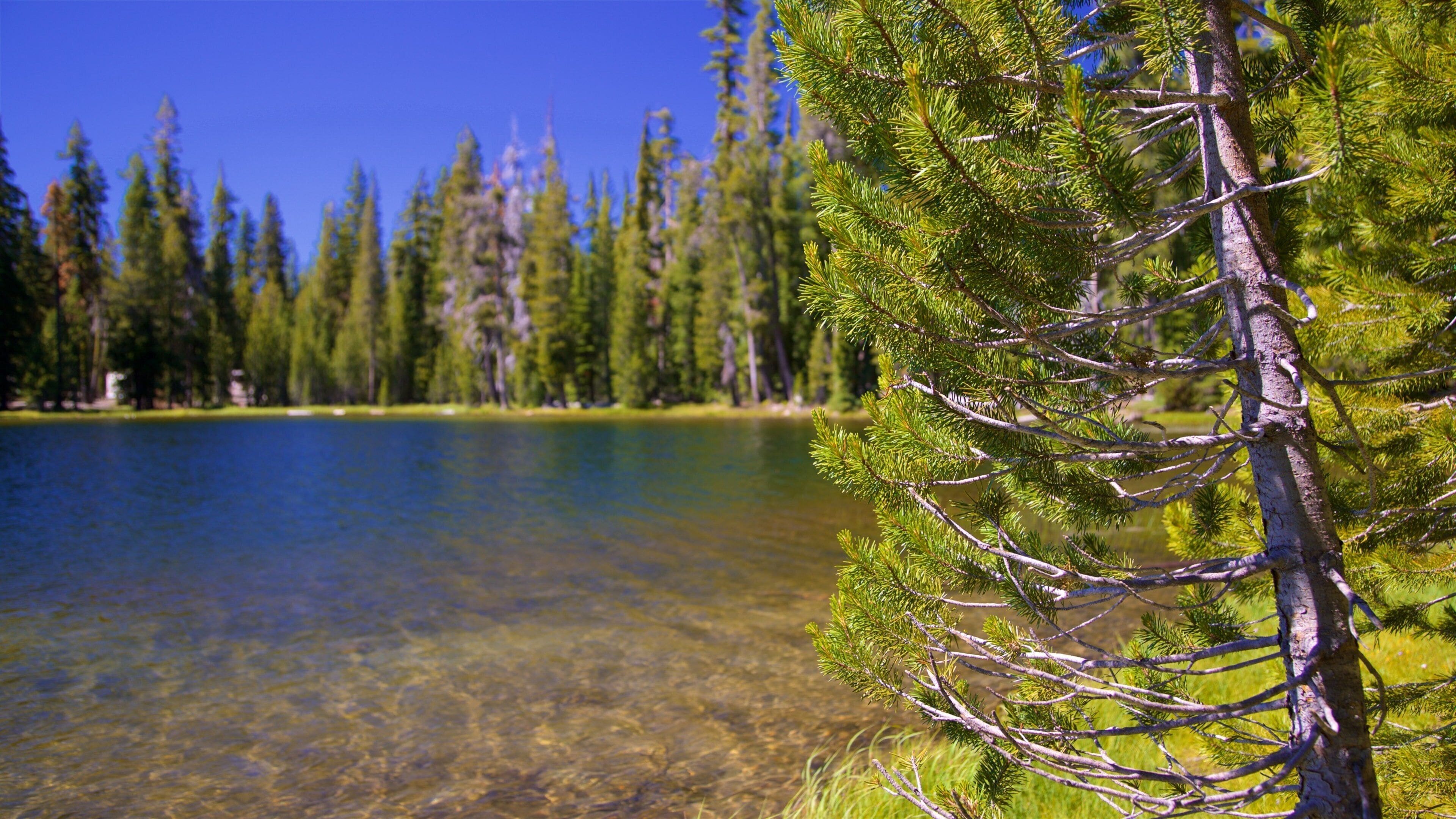 A clear lake surrounded by evergreen trees.