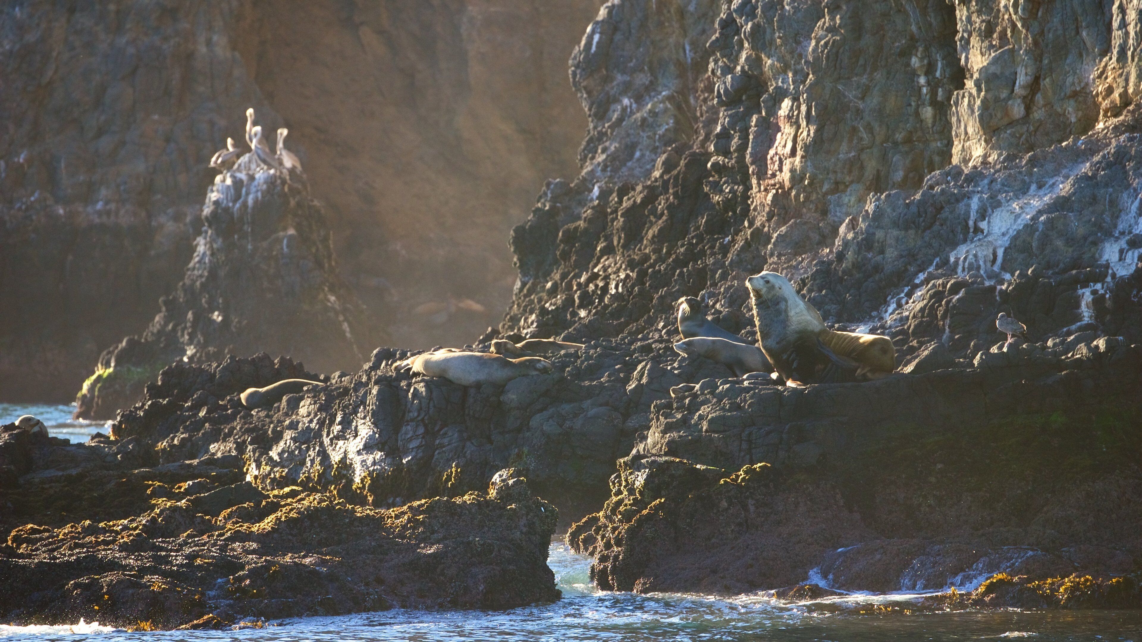 Anacapa Island featuring marine life, general coastal views and rocky coastline