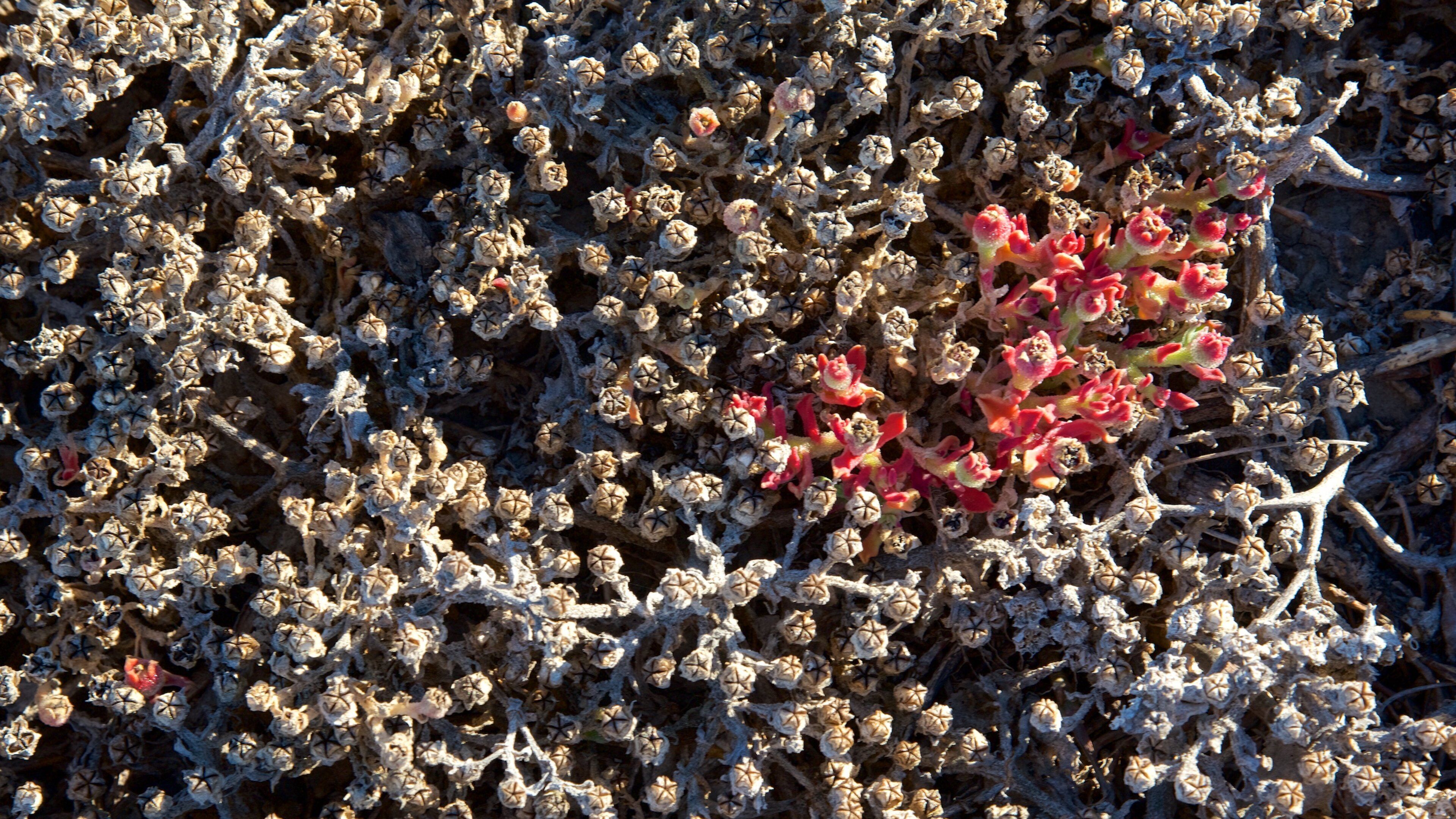 Anacapa Island showing wildflowers
