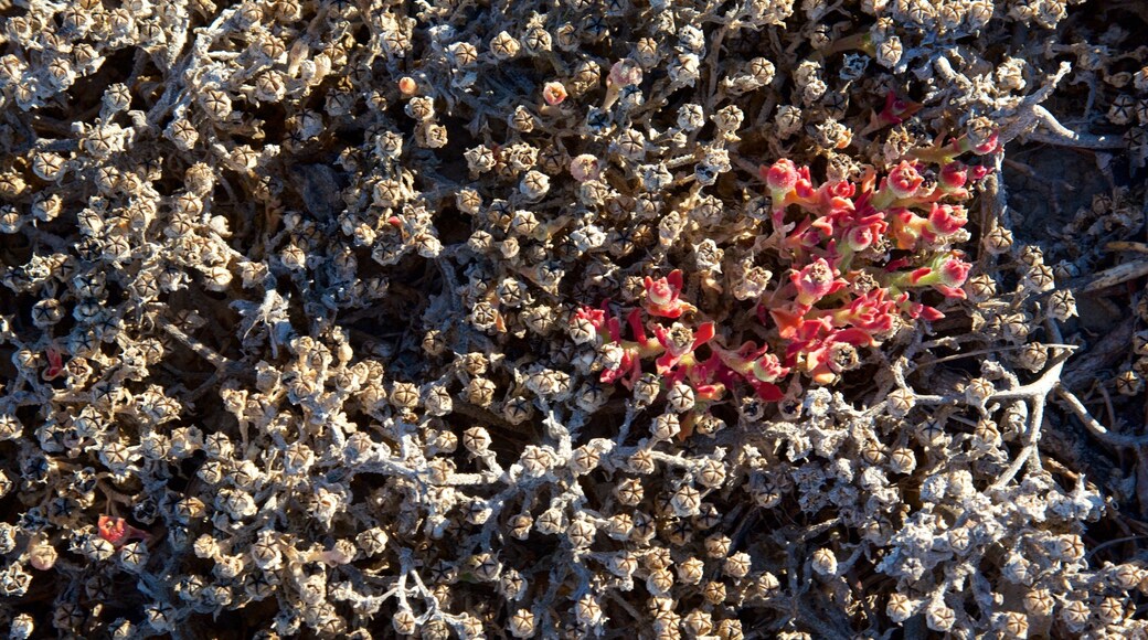 Anacapa Island showing wildflowers