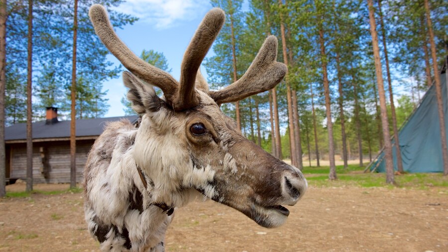 Kopara Reindeer Park showing land animals